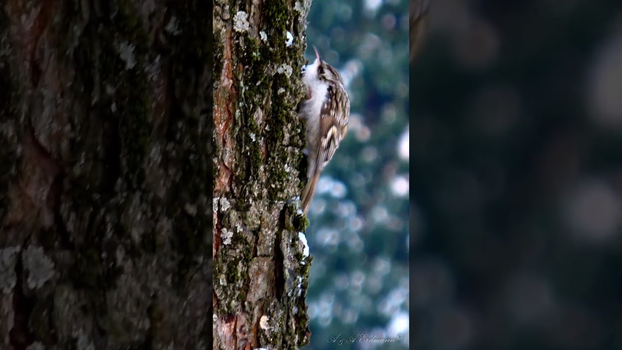 Treecreeper ПИЩУХА - одна из самых юрких птичек