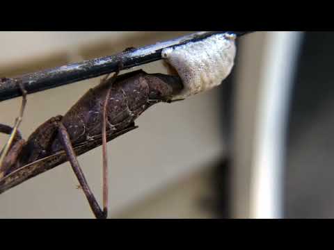 Praying Mantis laying eggs.