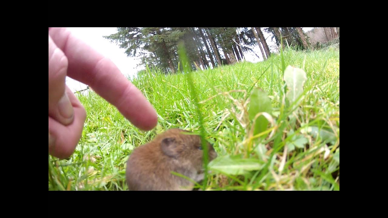 Bank Vole