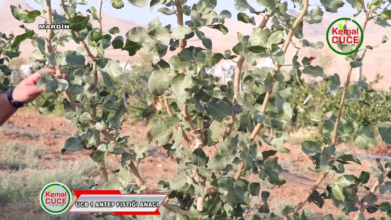 Antep Fıstığı Yetiştiriciliği Hiç Bu Kadar Hızlı Olmamıştı Ucb1 Fıstık  Anacı Ucb 1 Pistachia