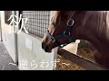 1歳馬ぜ〜んぶ見せます☘️☘️大食感の逞しい姿‼️