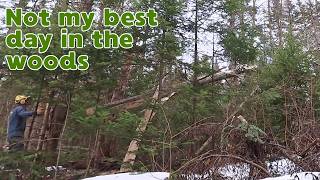 Homeowner Silviculture - Part 8 #barberchair