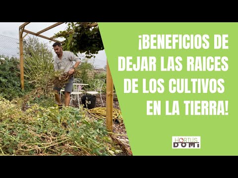 Video: ¿Dejas raíces de guisantes en el suelo?