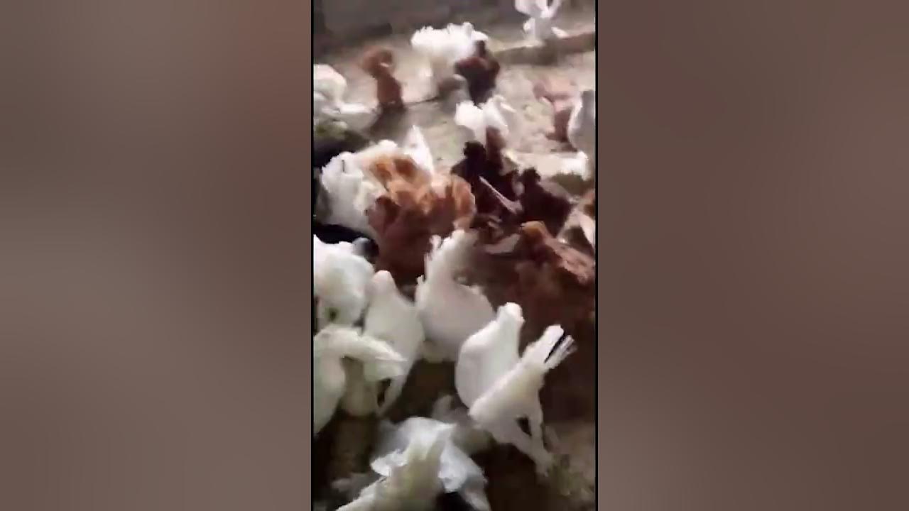Голуби ейские двухчубые статные