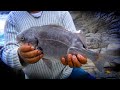 #33 Pesca de Chitas en peña con muy muy