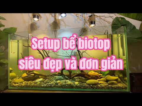 Video Hướng dẫn setup bể biotop đơn giản - youtube