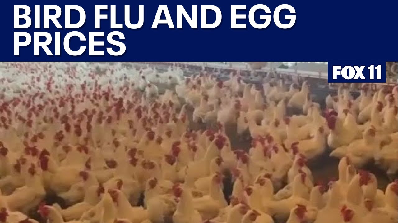 New strain of bird flu detected - YouTube