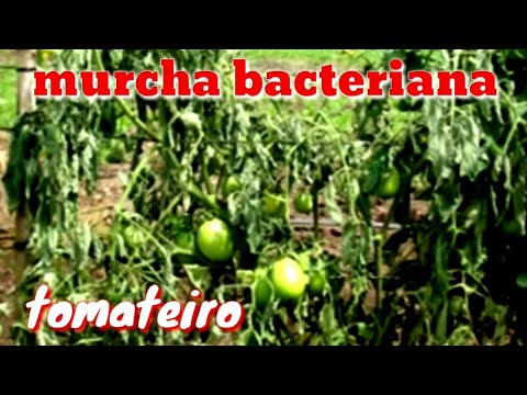 Vídeo: Tratando a murcha de verticillium em tomates: aprenda sobre a murcha de verticillium em plantas de tomate