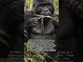 Why Gorillas Consume Tree Bark and Twigs #gorillas