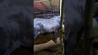 black beast #cowbd #cow #eid #kurbani #gorupagla #bdcow #2026 #aiediting #youtube #ai #qurbani