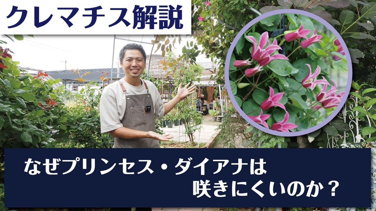 We explain why Princess Diana is not blooming easily! - YouTube
