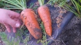 How to Grow Huge Carrots with Fish Fertilizer