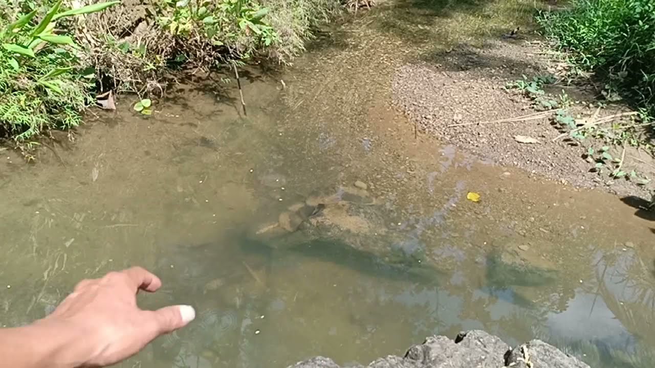 Mancing lunjar dan wader di sungai yg asri
