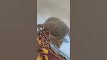 budget frog vs Snapping Turtle