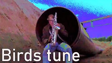 Saxophone with birds and the special echo from the pipeline - BIRDS TUNE | Armin Küpper