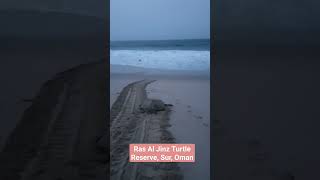 Ras Al Jinz Turtle Reserve |Sur, Oman | #beach #sea #nature #oman #sur #turtles  #kuwaiifu