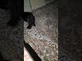 نصف شب دعواشون شده خواب نداریم از دست این دوتا پسر شیطون Cat لئو لیام نصف شب دعواشون شده خواب نداریم از دست این دوتا پسر شیطون Cat لئو لیام