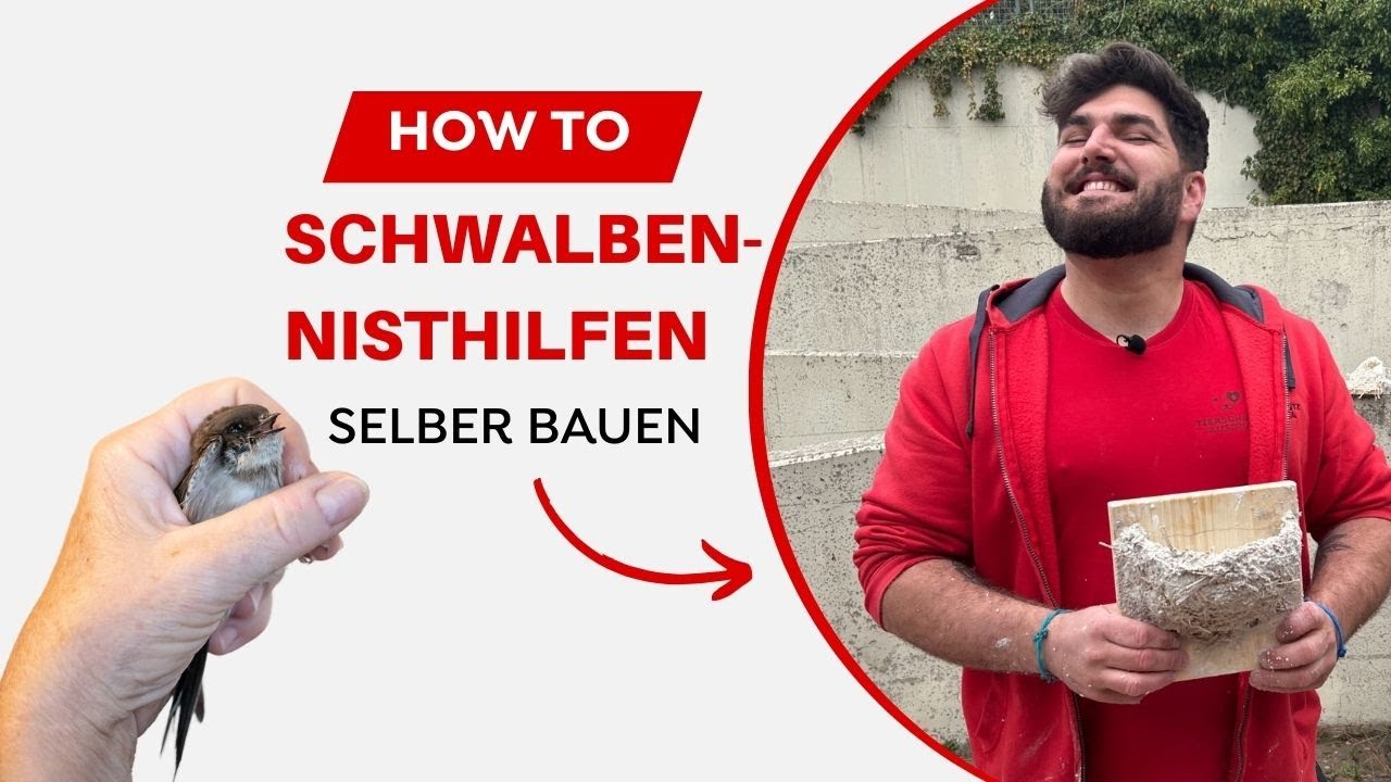Fabelhafte Schwalben Nisthilfe Selber Bauen Bilder