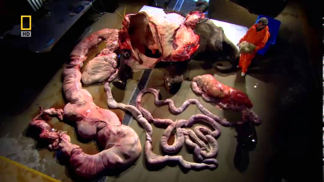 Mother Mother - Burning Pile / Animal Autopsy: Giraffe - YouTube