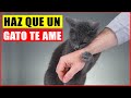 10 formas de caerle bien a tu gato probadas científicamente