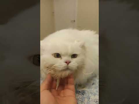 Ожирение у кота 😒😞😔