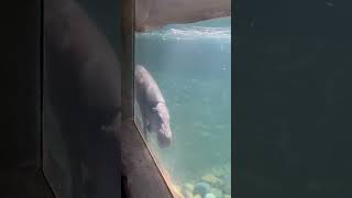 Pygmy Hippo #zoo