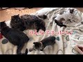 うちの子18日目。みんなでまったり♪猫だんご☆の巻【はちの成長記録#18】
