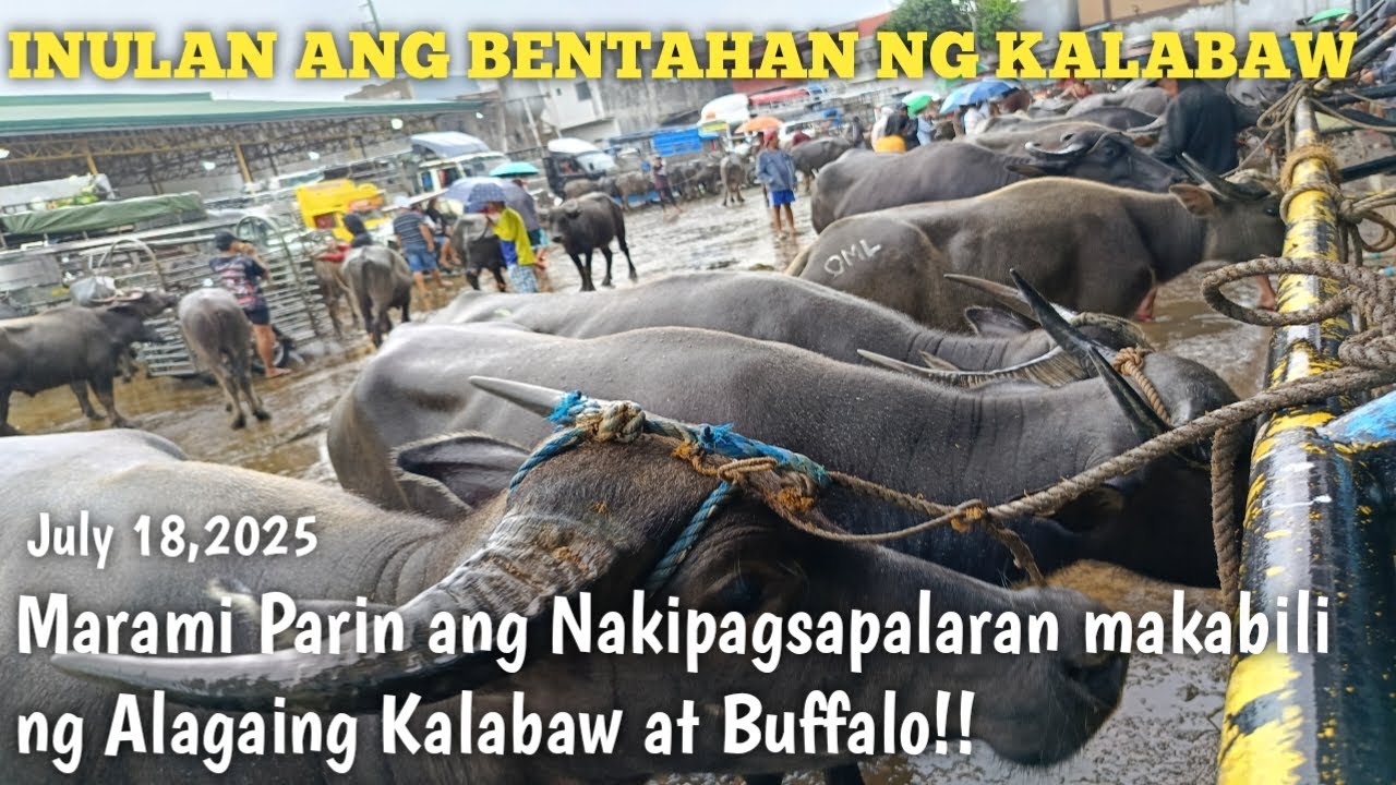 Mga Bufalo at Kalabaw!Kahit maulan tuloy ang Bilihan...