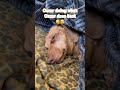 no one sleeps harder than a dachshund #sleepy #dachshund #puppy #cutedog