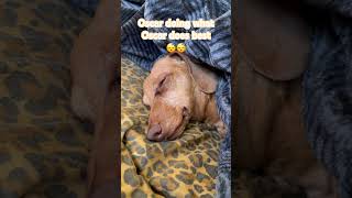no one sleeps harder than a dachshund #sleepy #dachshund #puppy #cutedog