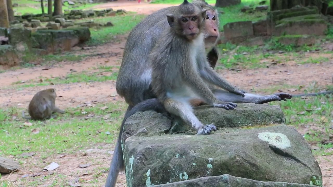 Young Elsa Pepper Elfi Sit remove lice for Ellen on Stone a while 