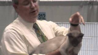 Thai (Old-Style Siamese) in JRoberts alter final TICA GL Regional
