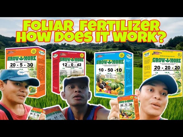 Mabisang Foliar Fertilizer? How Does It Work? Paano Ang Tamang Pag Apply Nito / John Villaflor class=