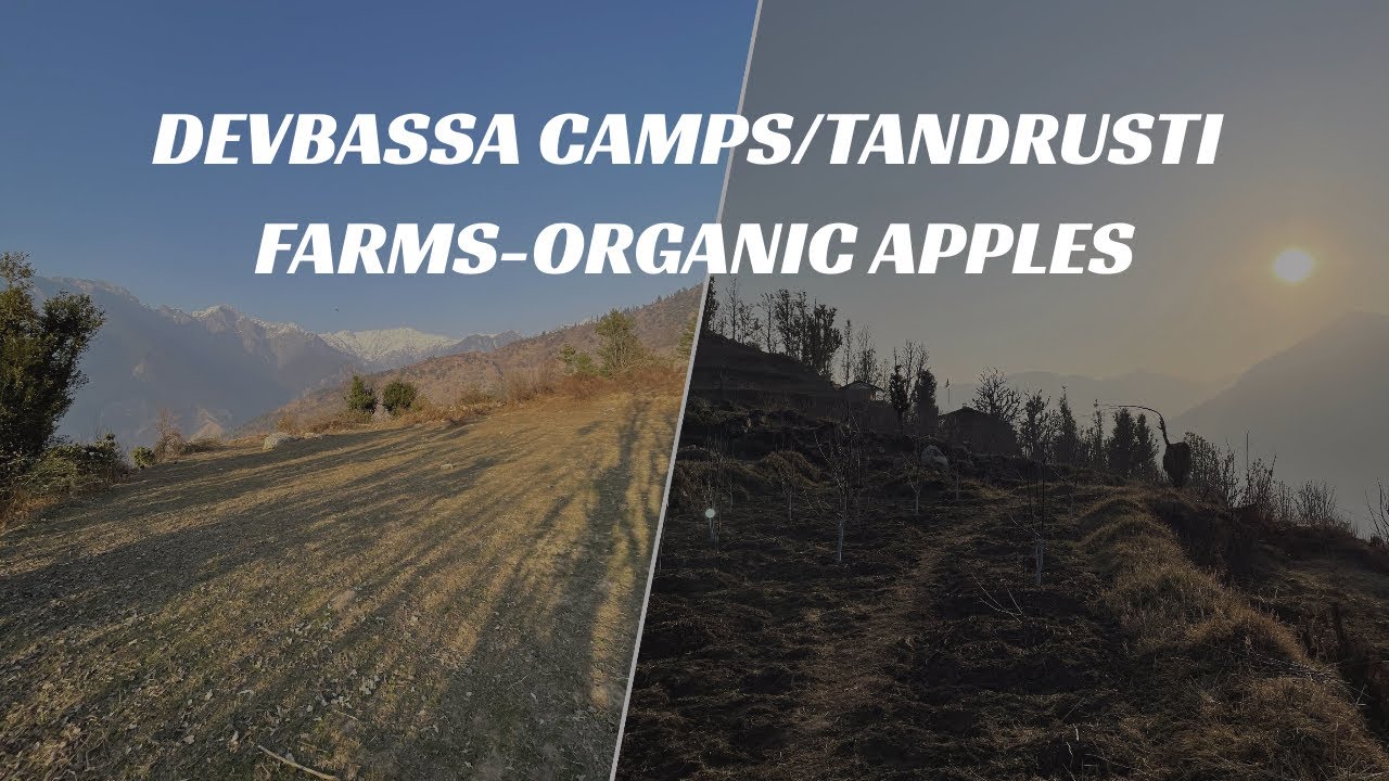 DEVBASSA CAMPS/TANDRUSTI FARMS-ORGANIC APPLES