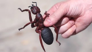 Huge Venomous Ant