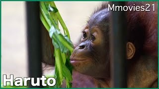 Bornean Orang-utan Baby ボルネオオランウータン　ハルト