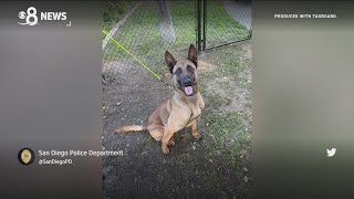 San Diego Police Chief talks about loss of K9 'Sir'