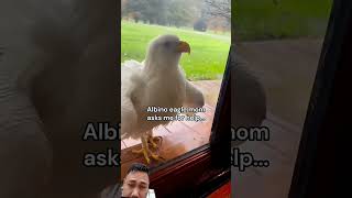 #birds #elangeagle