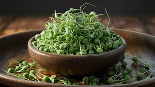 How I Grow Pea Microgreens