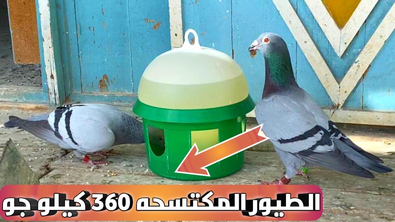 البطل ايمن انور يكتسح محطه ديروطه 360 كيلو جو اللهم بارك