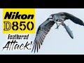 Nikon D850 | The BEST Time to Photograph Birds | Bird Photography