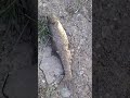Serpme ile balık avı