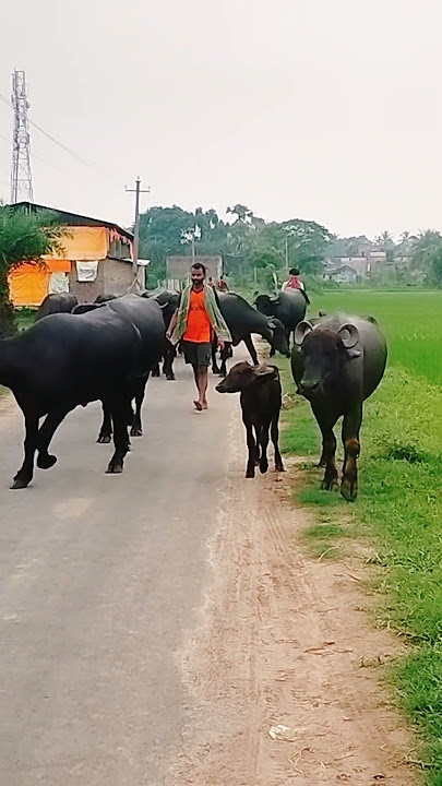 animal 9ck video #cow #baffalo #animalsounds #animals #buffalocheck #cowsound #farming #farmanimalso