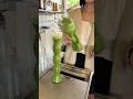 Serving Matcha in the CUTEST Bottles