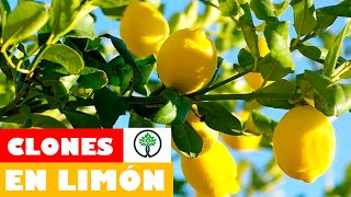 COMO CLONAR LIMONEROS - TU PROFE TV