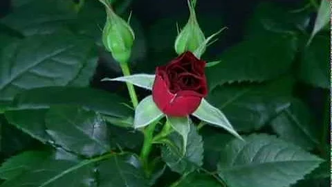 Blooming Rose 4 U
