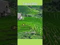 上堡梯田Terraced fields