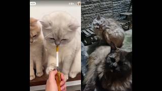 Funny cats #shorts #cat #funny #funnycats