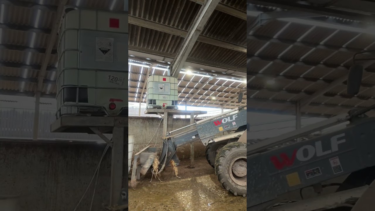 “Foot bath cow chemicals 🐮🐄” 