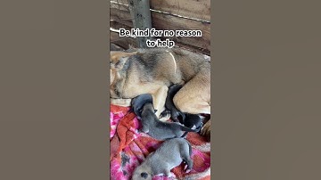 Please let join hands and we help this puppies to get food PayPal link in bio to help please God